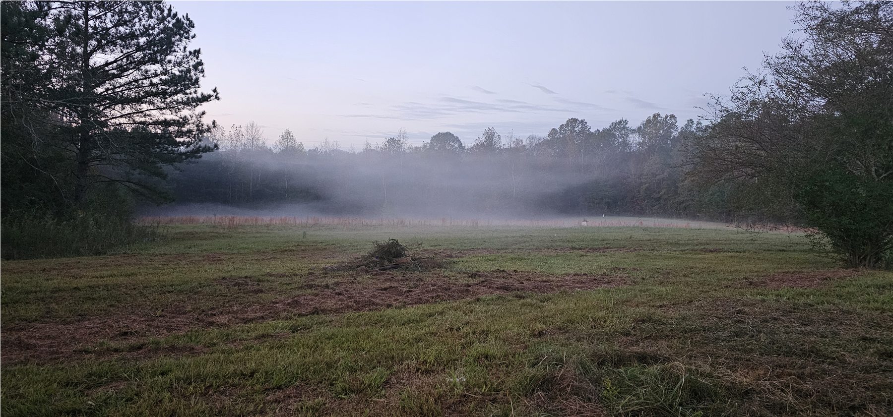 Morning mist across the meadow
