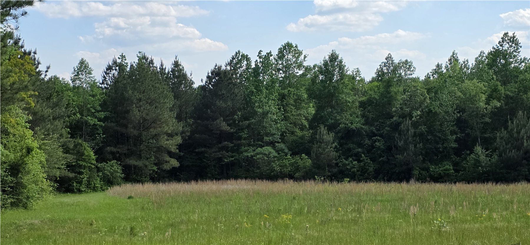 Spring meadow and wooded edge