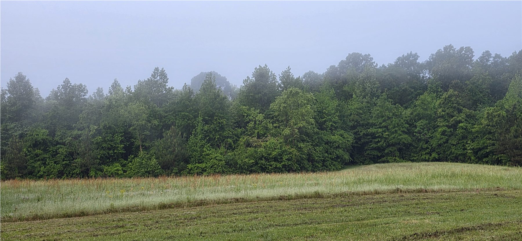 Morning mist along the tree line