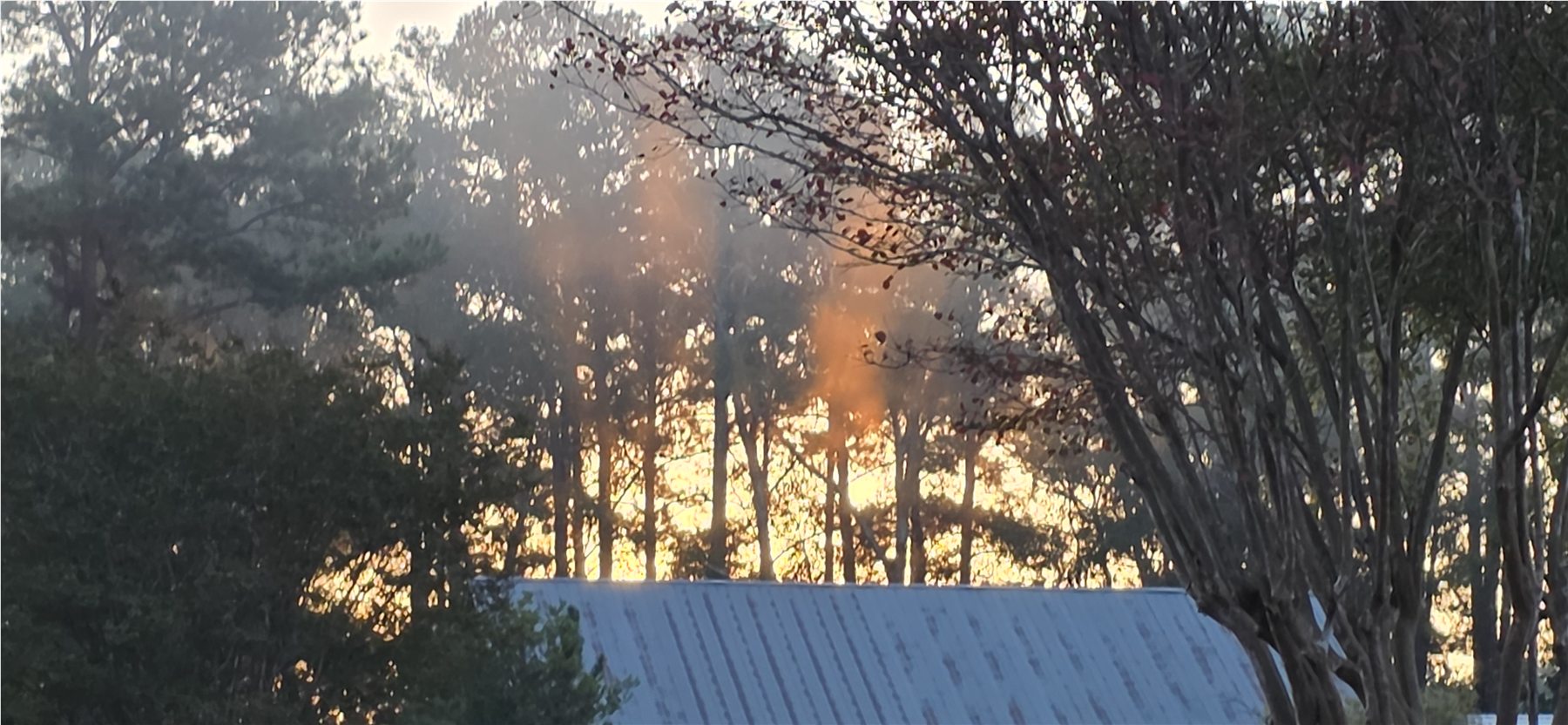 Sunrise through the trees