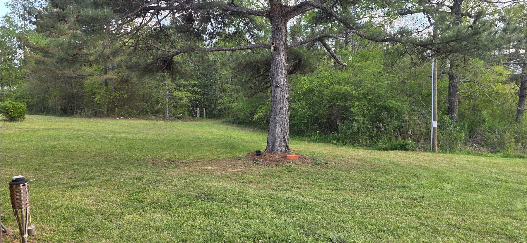 Open lawn, mature pine, and wooded edge
