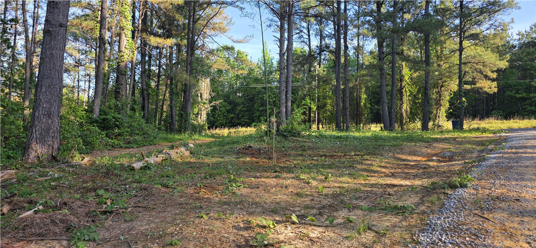 Walking and vehicle path through the pine woods